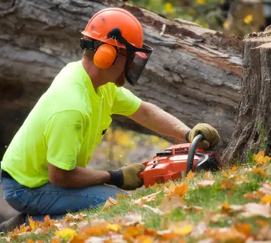 tree services Big Sandy